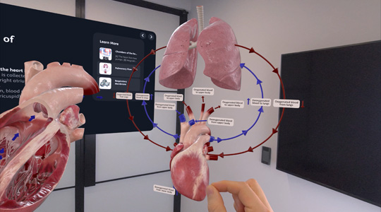 人間の心臓と肺の3Dプロジェクションと、人体の構造に関するその他の詳細情報を手で操作している