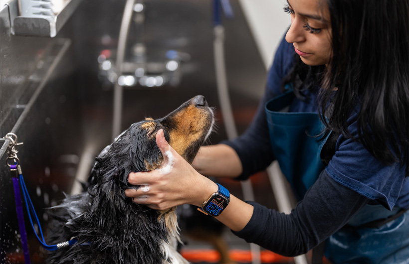 Pet handlers and groomers can receive important notifications or take calls with Apple Watch.