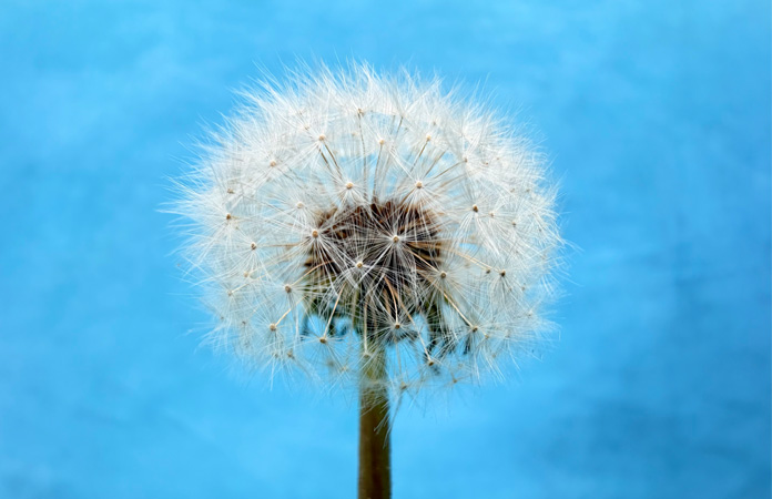 Picture of a dandelion taken with Macro camera feature