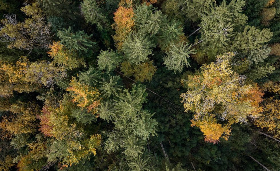 Aerial view of dense forest with green and autumn-colored trees.